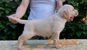 Štenci LABRADOR retrivera